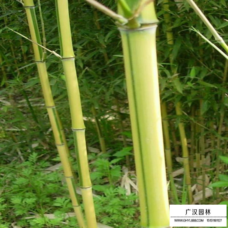 金鑲玉竹(圖4)