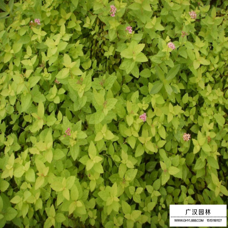 金焰繡線菊