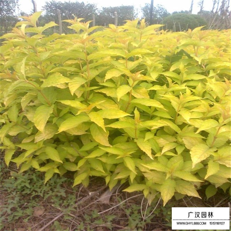 金葉錦帶
