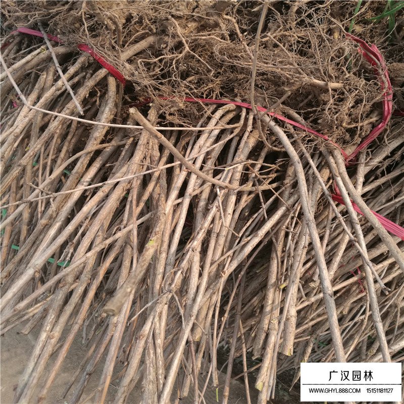 金葉錦帶(圖6)