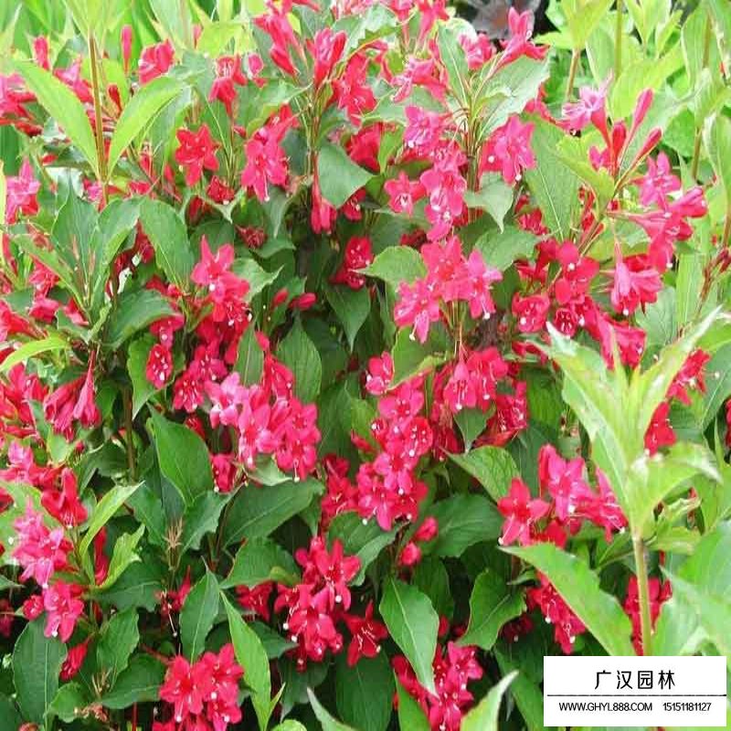 金葉錦帶(圖7)