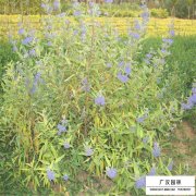 金葉蕕
