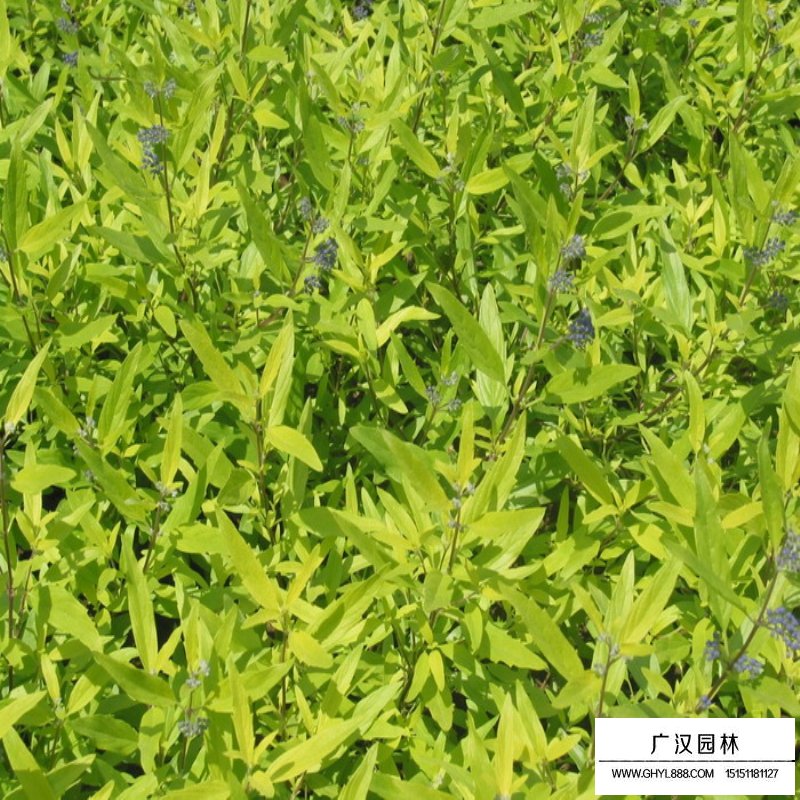 金葉蕕(圖9)