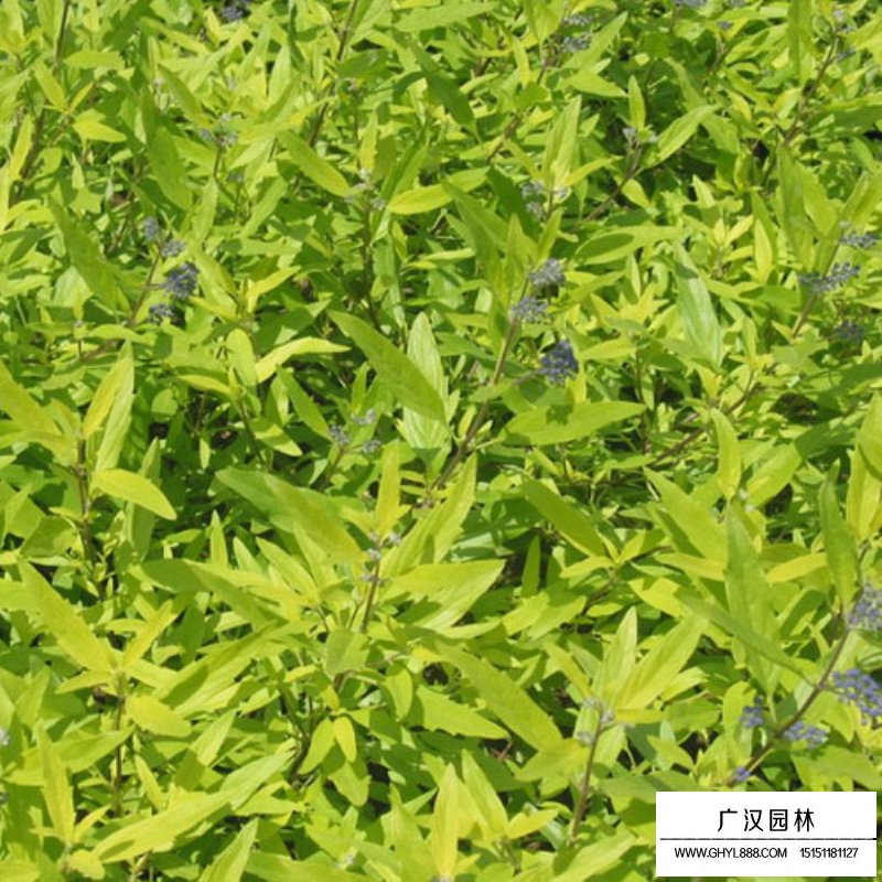金葉蕕
