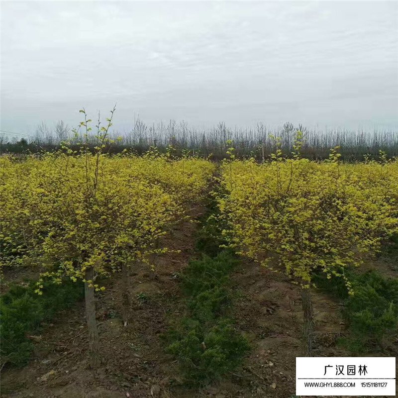 金葉榆球(圖5)