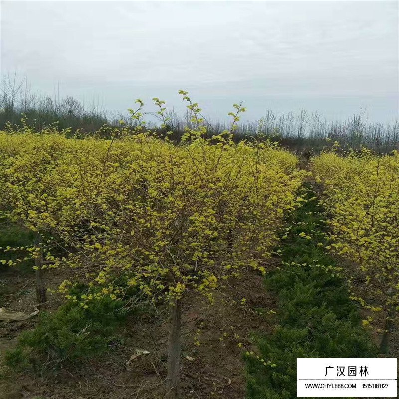 金葉榆球(圖6)