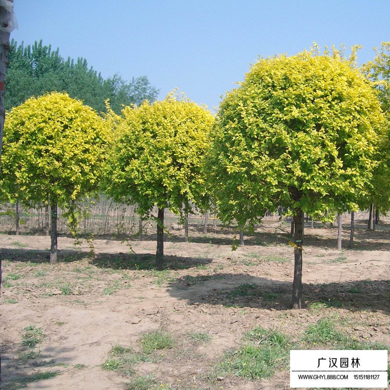 金葉榆球(圖7)