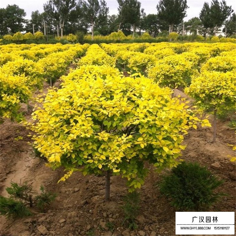 金葉榆球(圖8)