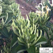 金銀花
