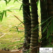 羅漢竹