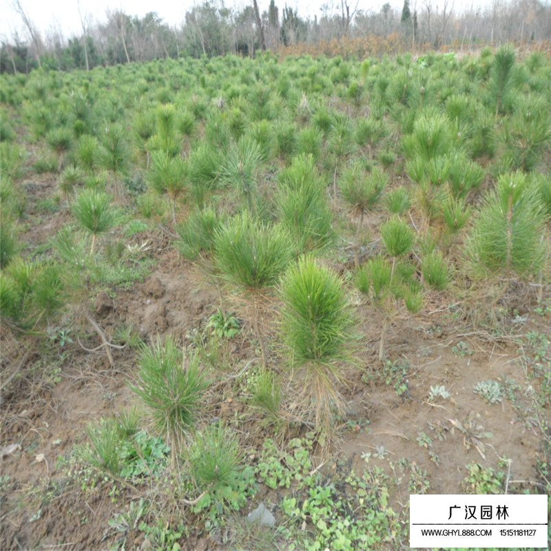 馬尾松
