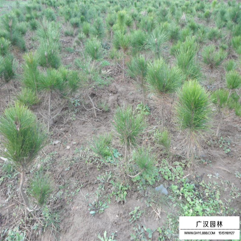 馬尾松價格