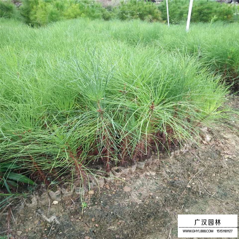 馬尾松(圖4)