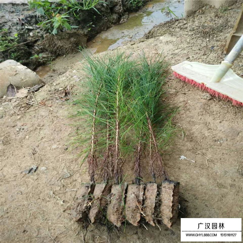 馬尾松(圖5)
