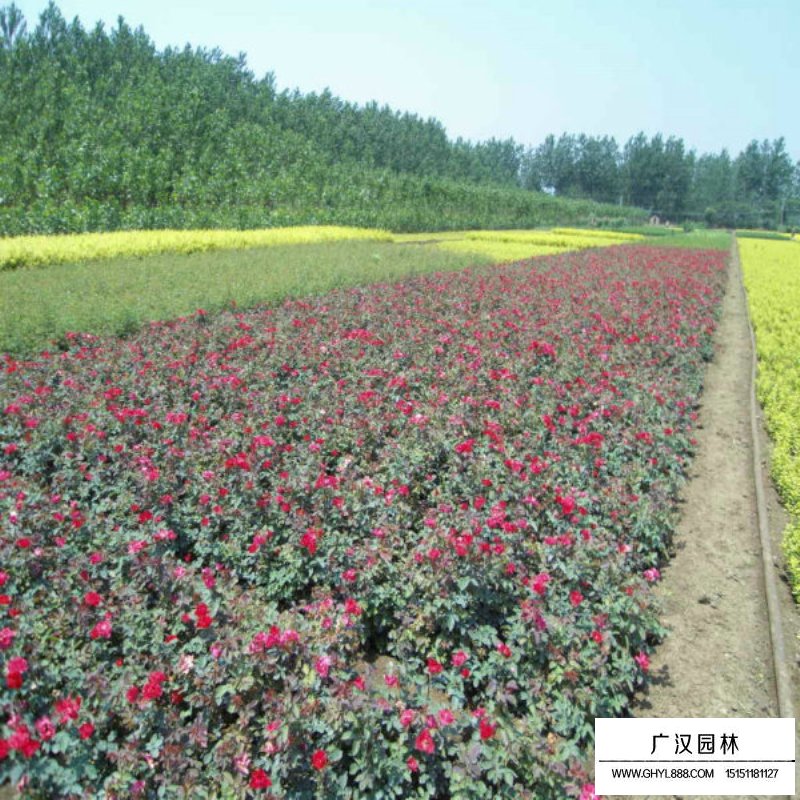 曼海姆月季