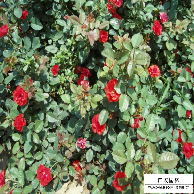 曼海姆月季(圖6)