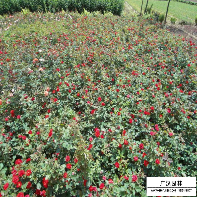 曼海姆月季(圖7)