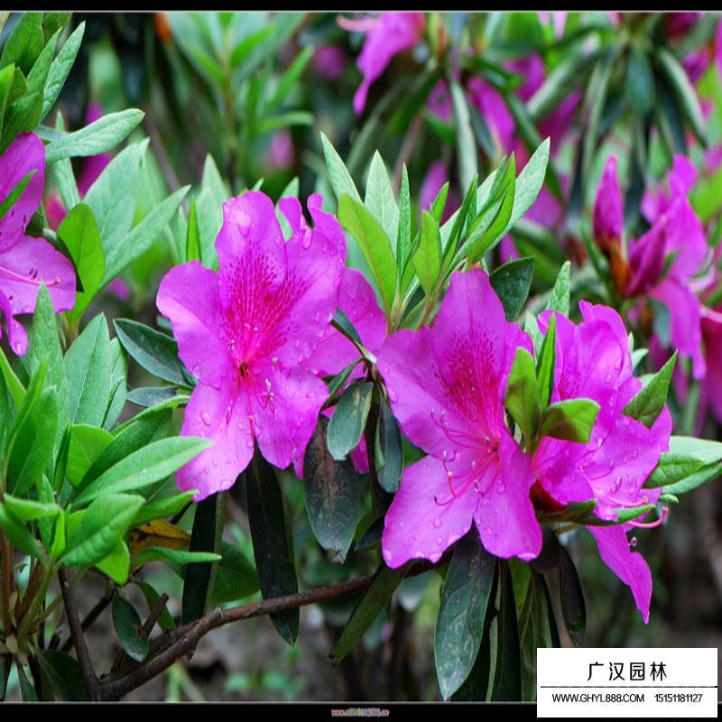 毛鵑(圖8)