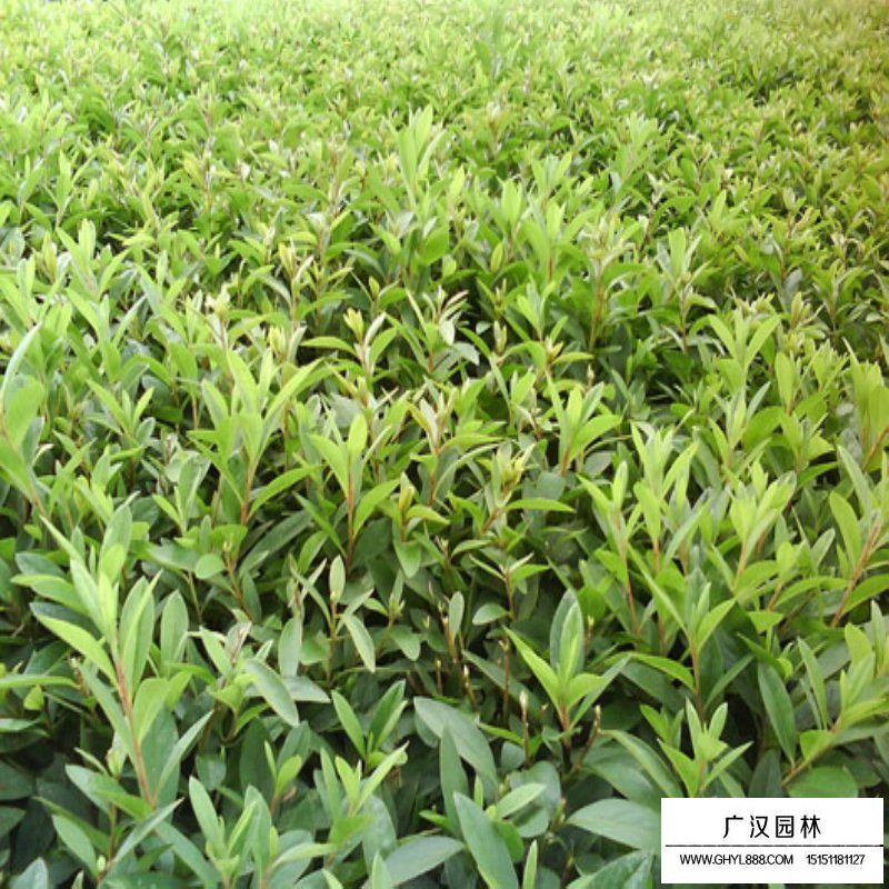 毛鵑