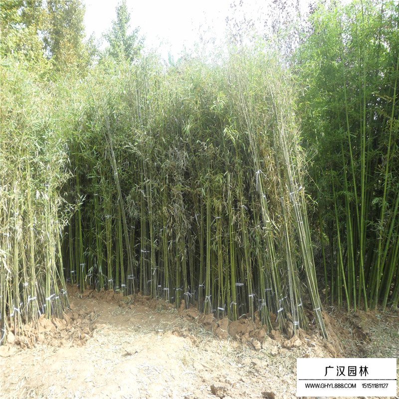 江蘇毛竹