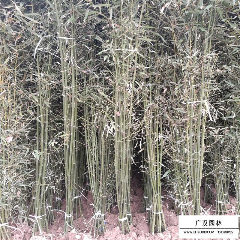 江蘇毛竹
