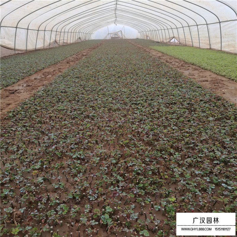 玫瑰苗