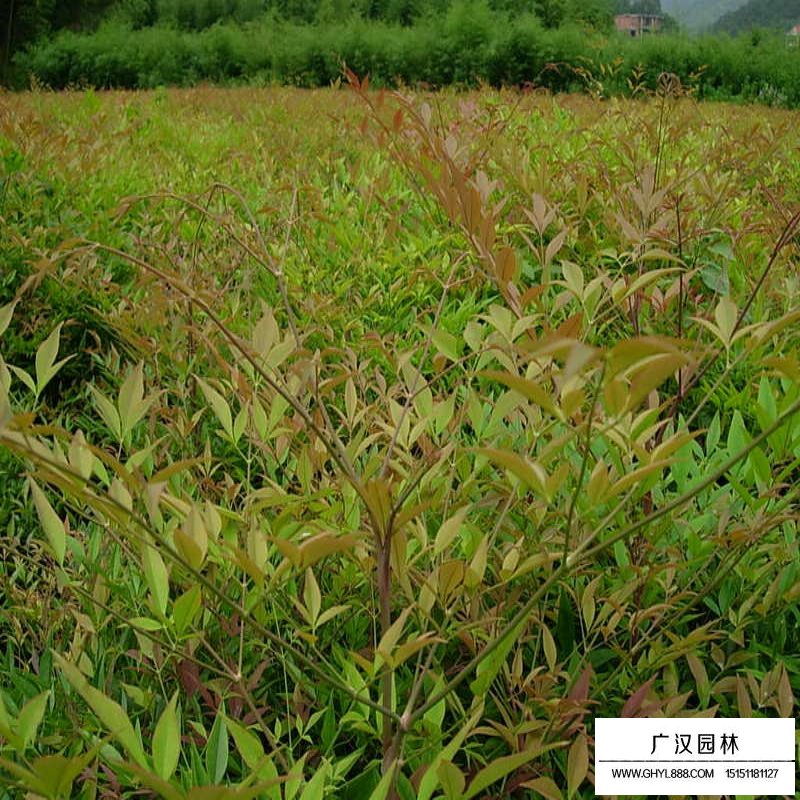 南天竹沭陽基地
