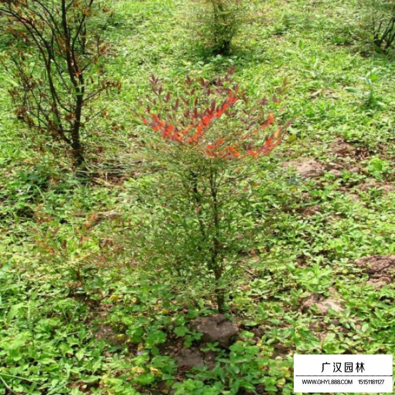 南天竹沭陽基地