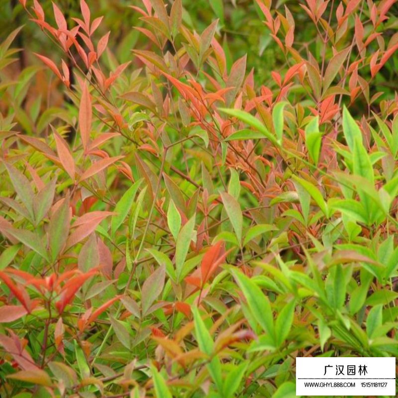南天竹沭陽基地