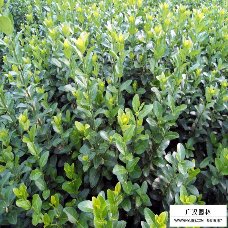 沭陽爬行衛矛價格