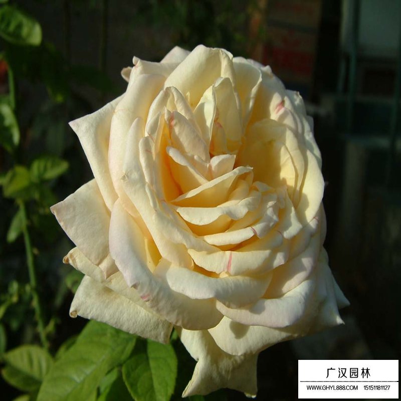 沭陽月季花基地