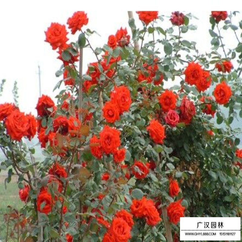沭陽月季花基地
