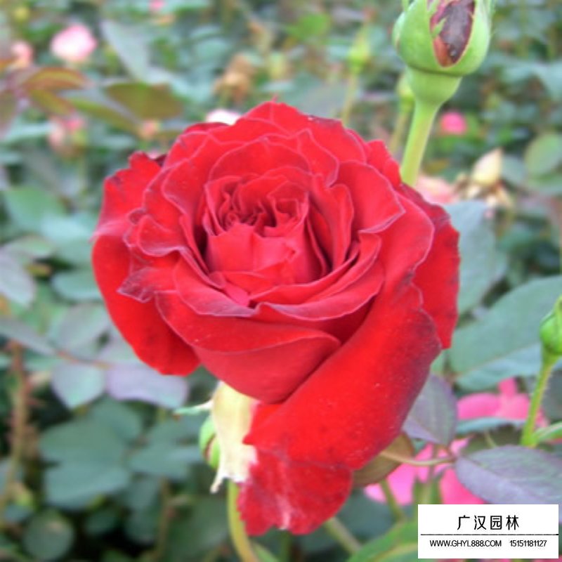 沭陽月季花基地