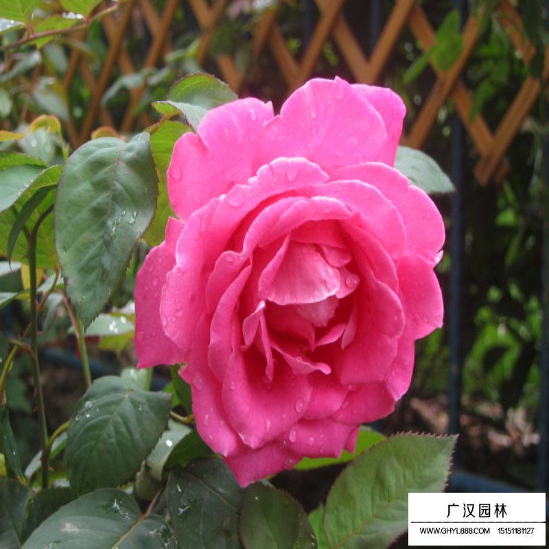 沭陽月季花基地