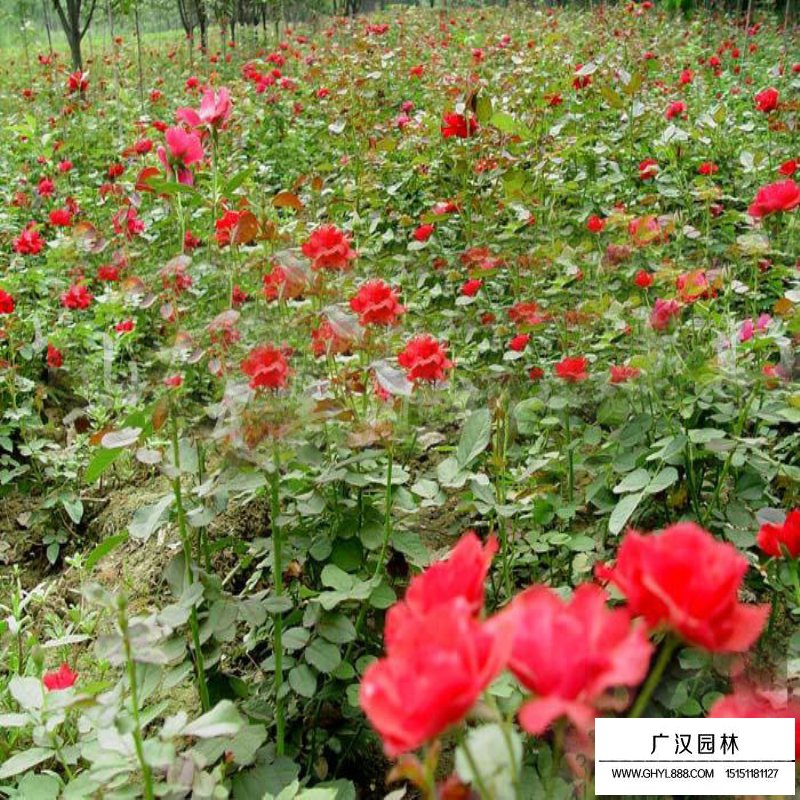 沭陽月季花基地