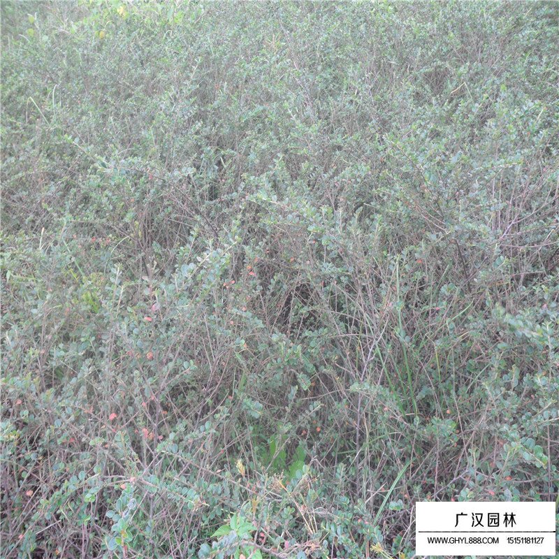 平枝荀子的播種要點(圖1)