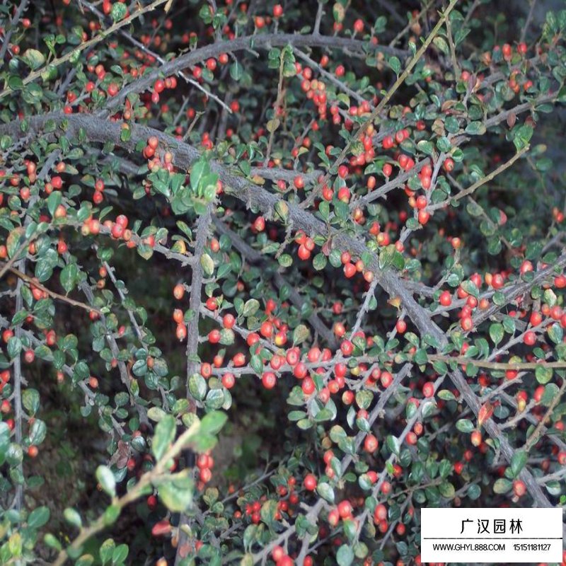 平枝荀子的播種要點(圖2)