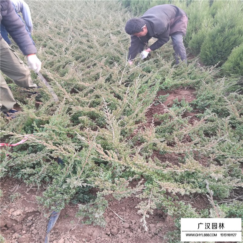 鋪地柏沭陽基地