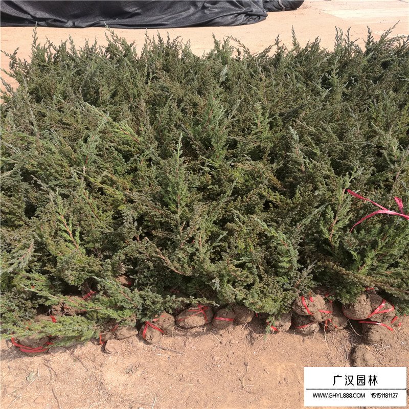 鋪地柏沭陽基地