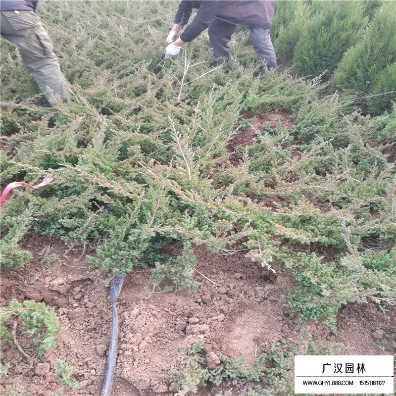 鋪地柏沭陽基地