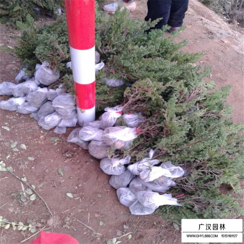 鋪地柏沭陽基地