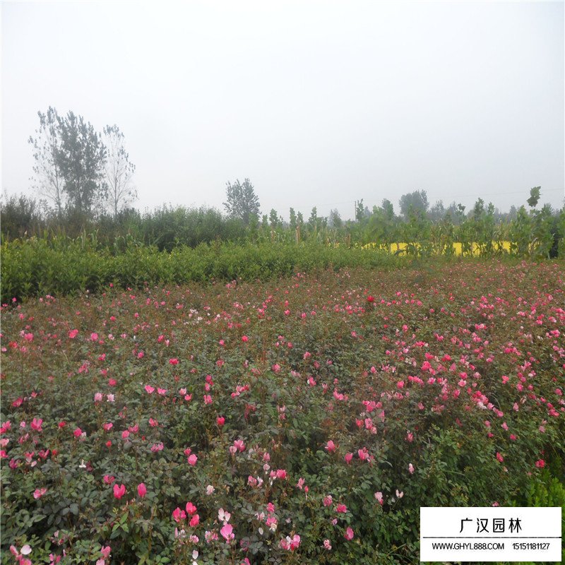 32種適合在家養的花(圖2)