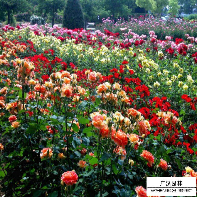 不同規格薔薇的價格(圖3)