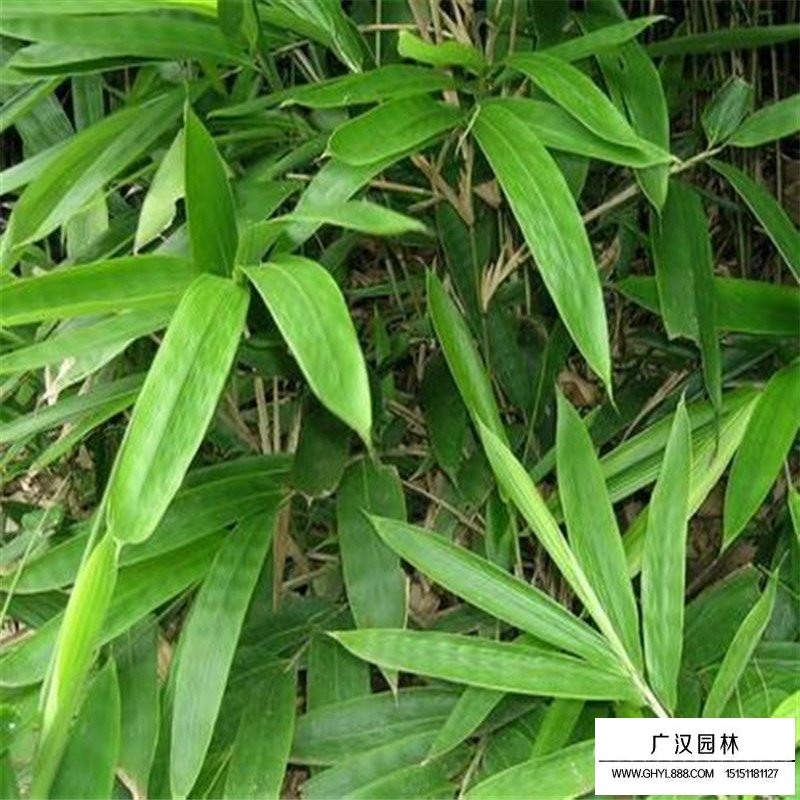 箬竹價格