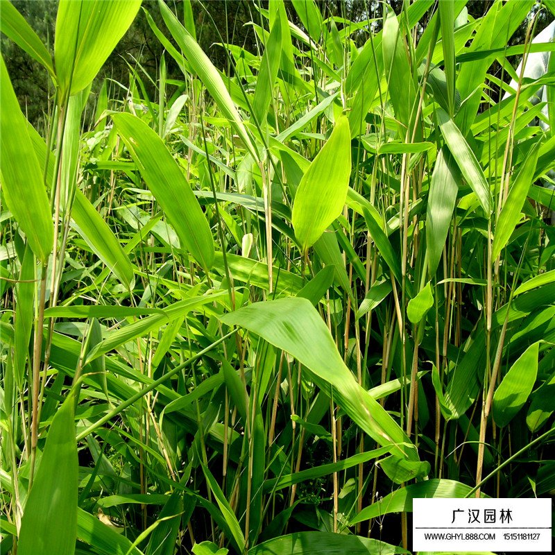 箬竹價格