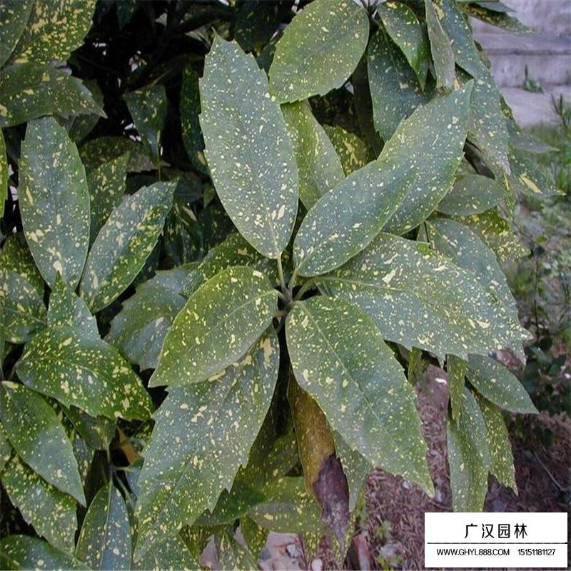 灑金珊瑚