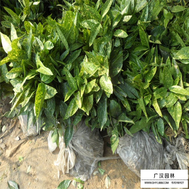 灑金珊瑚