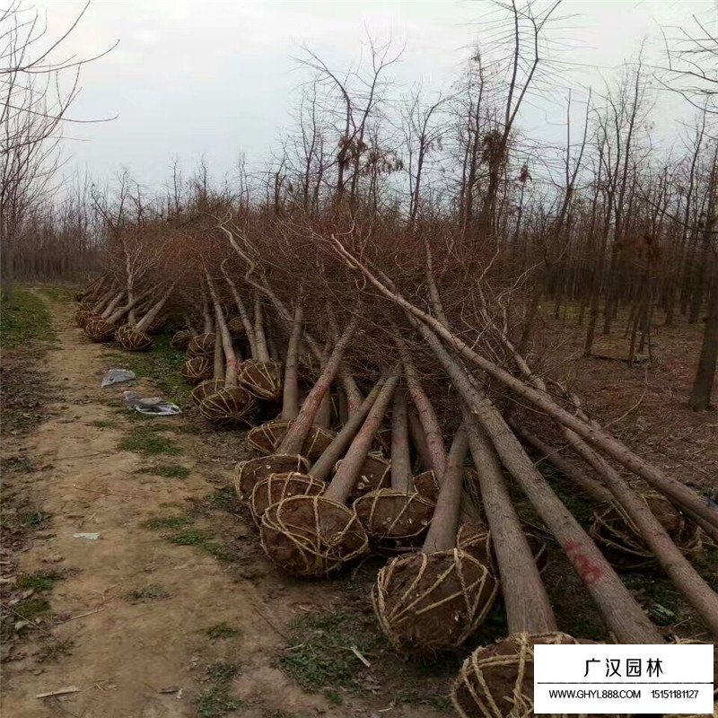 水杉價格