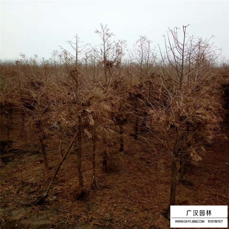 20年水杉樹能賣多少錢