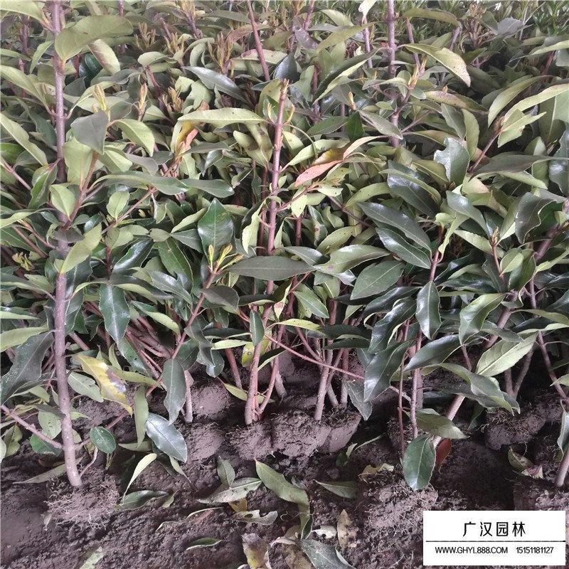 珊瑚樹基地